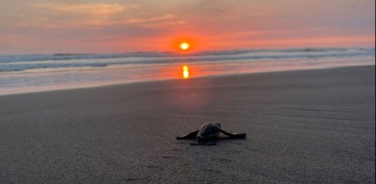 CONAP libera a 26 neonatos de tortugas baula en playa Tulate de Retalhuleu