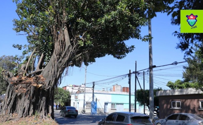 Diagnóstico de MuniGuate sobre el Árbol de los Lamentos revela que está enfermo de sobremadurez