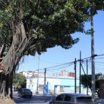 Diagnóstico de MuniGuate sobre el Árbol de los Lamentos revela que está enfermo de sobremadurez