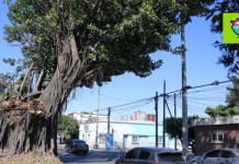 Diagnóstico de MuniGuate sobre el Árbol de los Lamentos revela que está enfermo de sobremadurez
