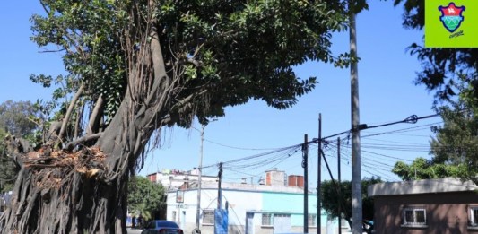 Diagnóstico de MuniGuate sobre el Árbol de los Lamentos revela que está enfermo de sobremadurez