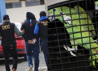 En allanamiento en Quetzaltenango rescatan dos loros nuca amarilla. Foto La Hora: PNC