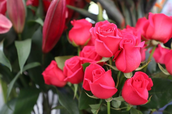 Agexport habló sobre la importación de rosas en el Día del Cariño