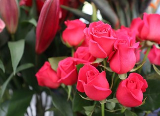 Agexport habló sobre la importación de rosas en el Día del Cariño