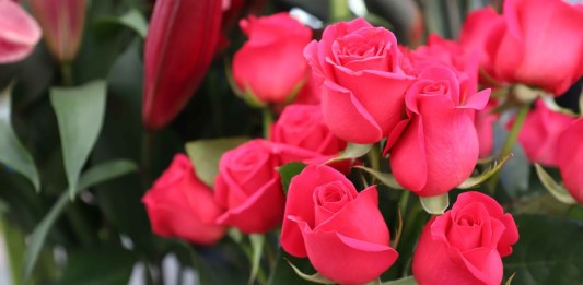 Agexport habló sobre la importación de rosas en el Día del Cariño
