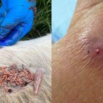La Secretaría de Salud de Honduras confirmó el primer caso en el país de gusano barrenador en humanos, la cual solo afecta a animales.