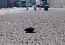 Granada ubicada en colonia Morse zona 21. Foto La Hora: PNC