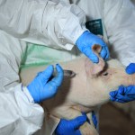 Guatemala en busca del estatus de país libre de Peste Porcina Clásica