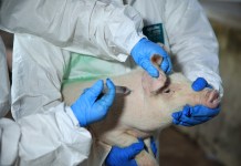 Guatemala en busca del estatus de país libre de Peste Porcina Clásica