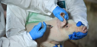 Guatemala en busca del estatus de país libre de Peste Porcina Clásica