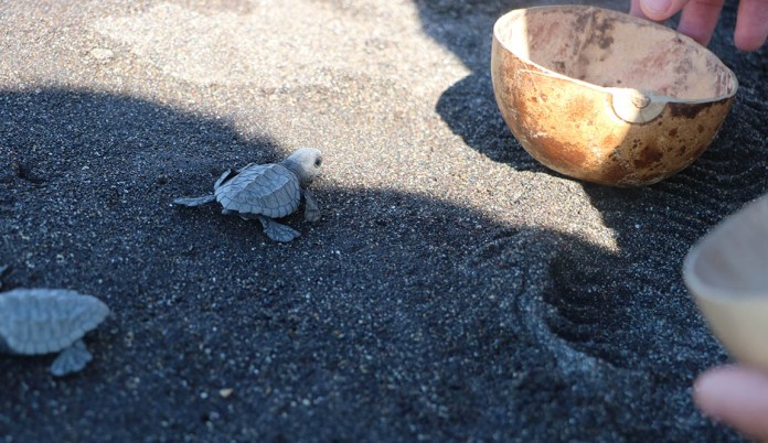 Guatemala es considerado como refugio de las tortugas marinas, según MAGA.