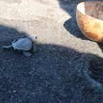 Guatemala es considerado como refugio de las tortugas marinas, según MAGA.