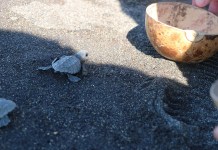 Guatemala es considerado como refugio de las tortugas marinas, según el MAGA Guatemala es considerado como refugio de las tortugas marinas, según MAGA.