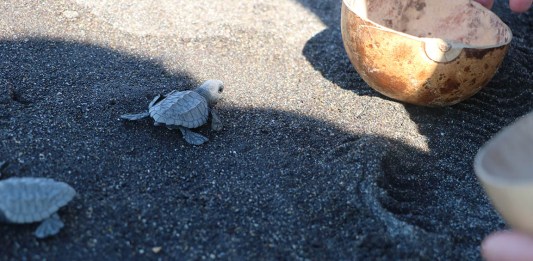 Guatemala es considerado como refugio de las tortugas marinas, según MAGA.