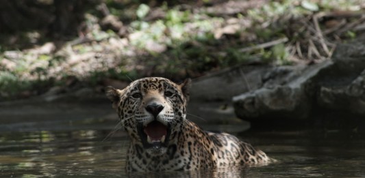 Foto La Hora: CONAP