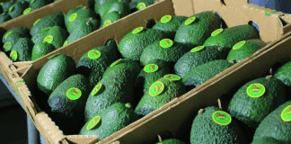 Europa es una de los principales mercados de exportación para el aguacate guatemalteco. Foto: La Hora: archivo