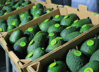 Europa es una de los principales mercados de exportación para el aguacate guatemalteco. Foto: La Hora: archivo