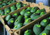 Guatemala busca abrir mercado para el aguacate en Asia ante crecimiento de la producción Europa es una de los principales mercados de exportación para el aguacate guatemalteco. Foto: La Hora: archivo