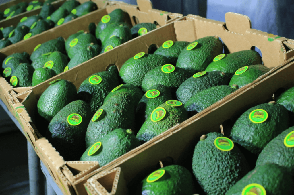 Los aguacates Hass de Guatemala se venderán en EE.UU. en unos meses. Foto La Hora: MAGA