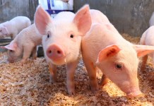 Guatemala muestra avances para lograr estatus de país libre de Peste Porcina Clásica Guatemala muestra avances para lograr estatus de país libre de Peste Porcina Clásica
