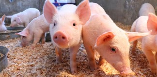 Guatemala muestra avances para lograr estatus de país libre de Peste Porcina Clásica