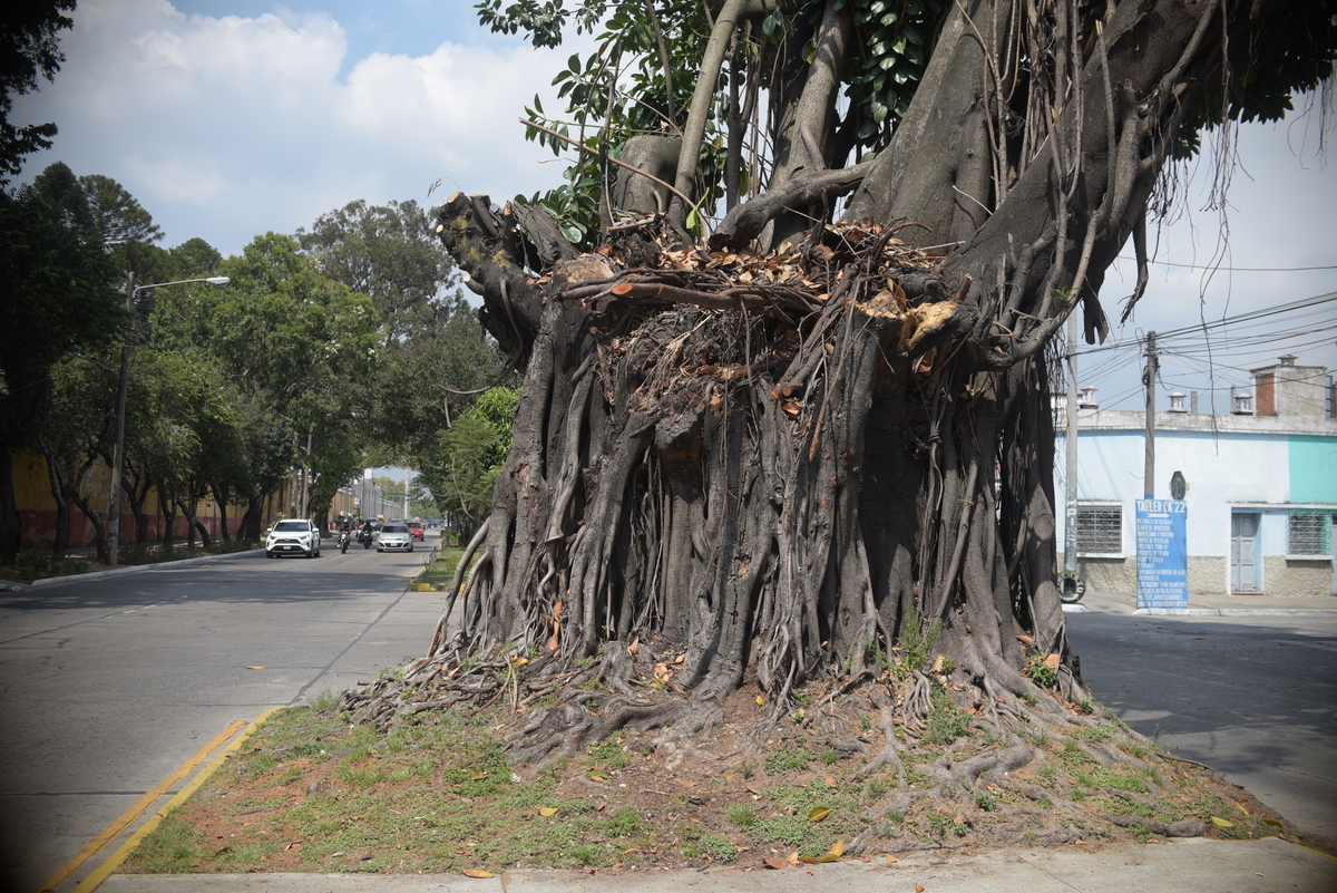 Arbol de los lamentos 