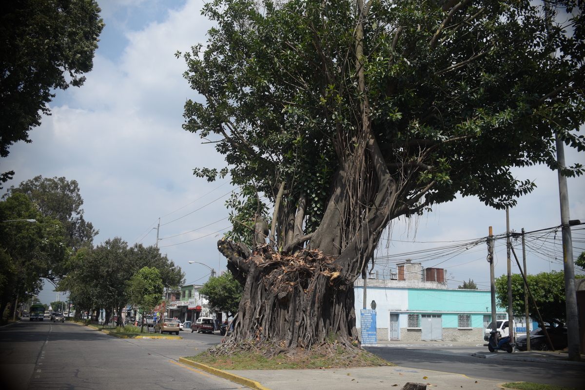 árbol de los lamentos 