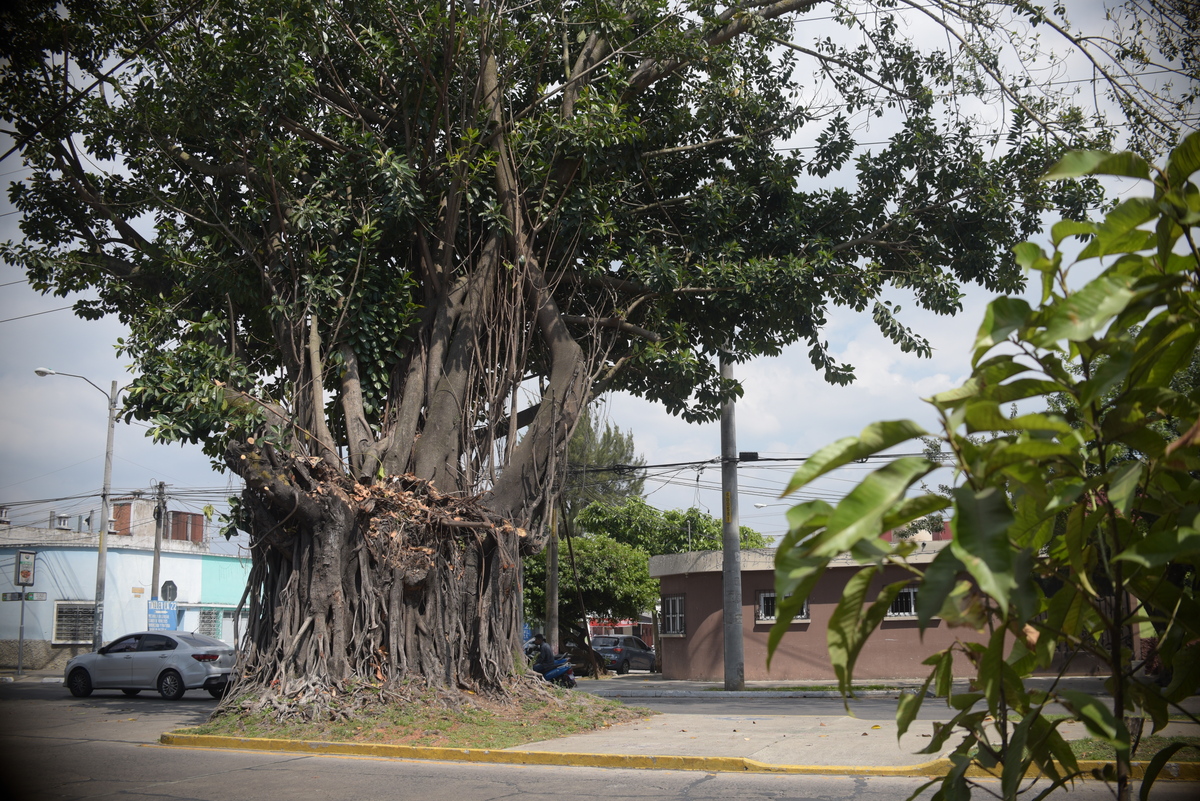 Arbol de los lamentos