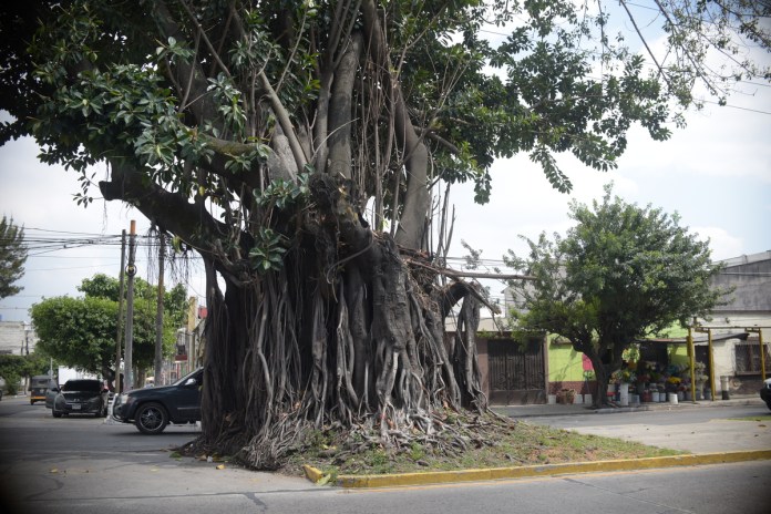 Árbol de los lamentos