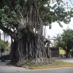 Árbol de los lamentos