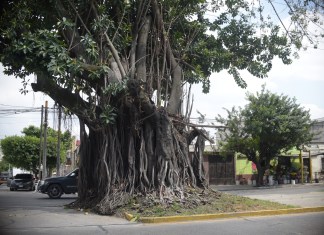 Árbol de los lamentos
