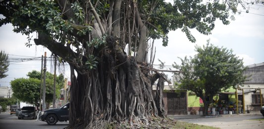 Árbol de los lamentos