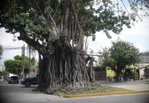 Árbol de los Lamentos: Uno de los más antiguos en la Ciudad de Guatemala Árbol de los lamentos