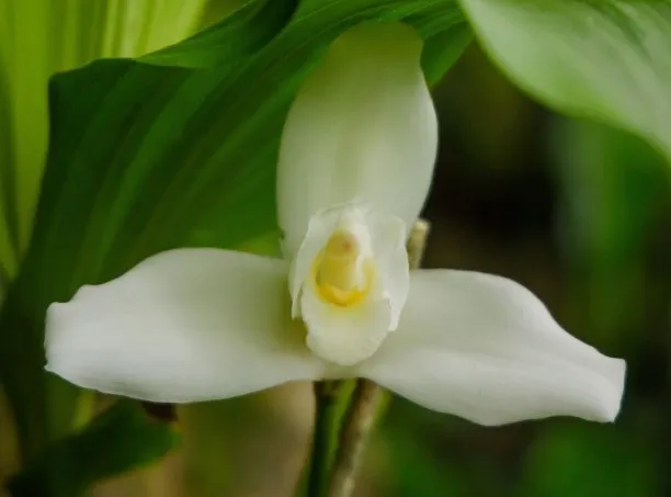 11 de Febrero: Guatemala celebra el día internacional de la Monja Blanca