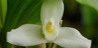 11 de Febrero: Guatemala celebra el día internacional de la Monja Blanca