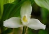 11 de Febrero: Guatemala celebra el día internacional de la Monja Blanca