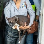 MAGA y MuniMixco intervienen en rescate de un perro maltratado en Lo de Fuentes