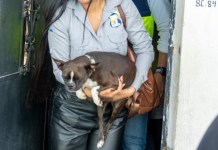 MAGA y MuniMixco intervienen en rescate de un perro maltratado en Lo de Fuentes MAGA y MuniMixco intervienen en rescate de un perro maltratado en Lo de Fuentes