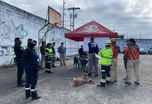 Cuatro perros reciben certificación internacional en búsqueda y rescate en estructuras colapsadas Pruebas certificación K9 Guatemala