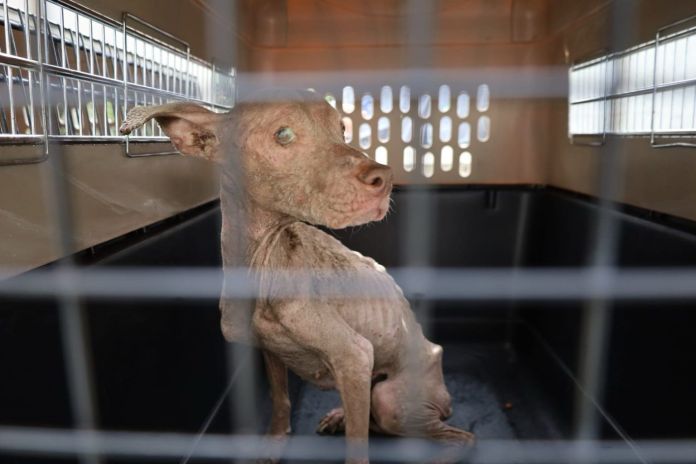 MAGA decomisa a dos perros en estado crítico de salud en Escuintla