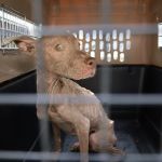 MAGA decomisa a dos perros en estado crítico de salud en Escuintla