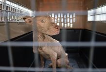 MAGA decomisa a dos perros en estado crítico de salud en Escuintla
