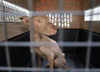 MAGA decomisa a dos perros en estado crítico de salud en Escuintla