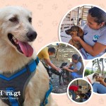 Así es el cuidado y rehabilitación de perros decomisados por el MAGA