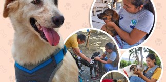 Así es el cuidado y rehabilitación de perros decomisados por el MAGA