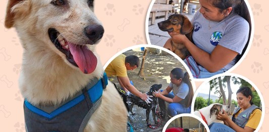 Así es el cuidado y rehabilitación de perros decomisados por el MAGA