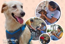 Así es el cuidado y la rehabilitación de los perros rescatados por el MAGA Así es el cuidado y rehabilitación de perros decomisados por el MAGA