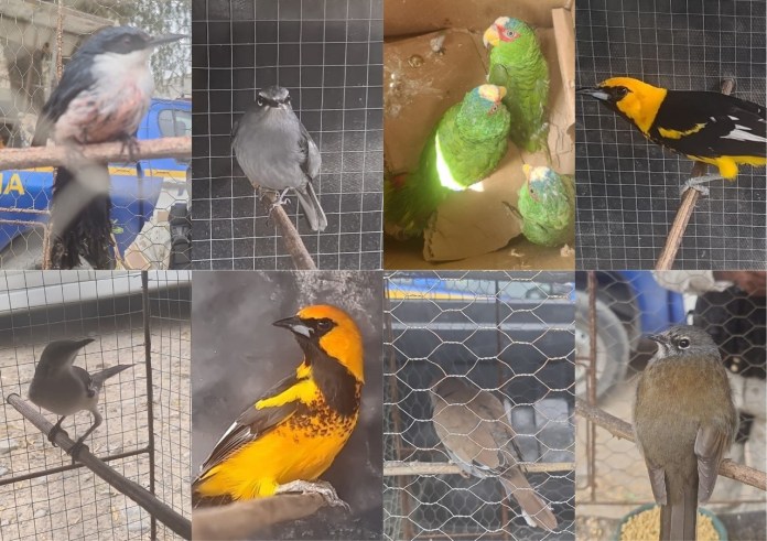 Al menos 28 especies de aves fueron rescatadas por agentes de Diprona. Foto La Hora: PNC