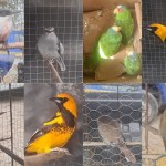 Al menos 28 especies de aves fueron rescatadas por agentes de Diprona. Foto La Hora: PNC