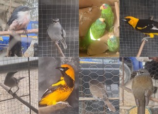 Al menos 28 especies de aves fueron rescatadas por agentes de Diprona. Foto La Hora: PNC